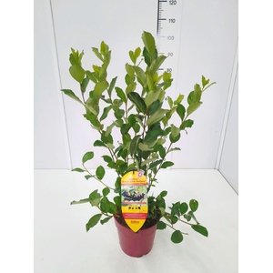 Aronia melanocarpa