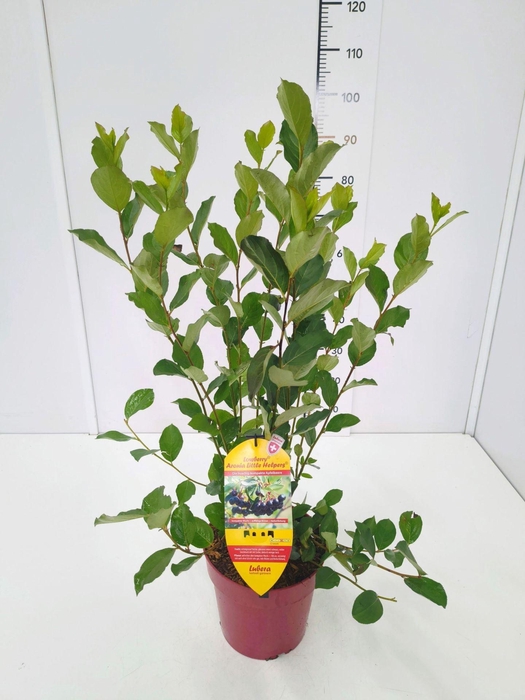 <h4>Aronia melanocarpa</h4>