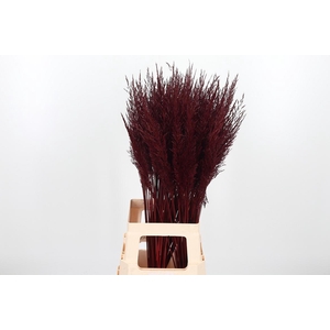 Calamagrostis Kl Bh Bordeaux