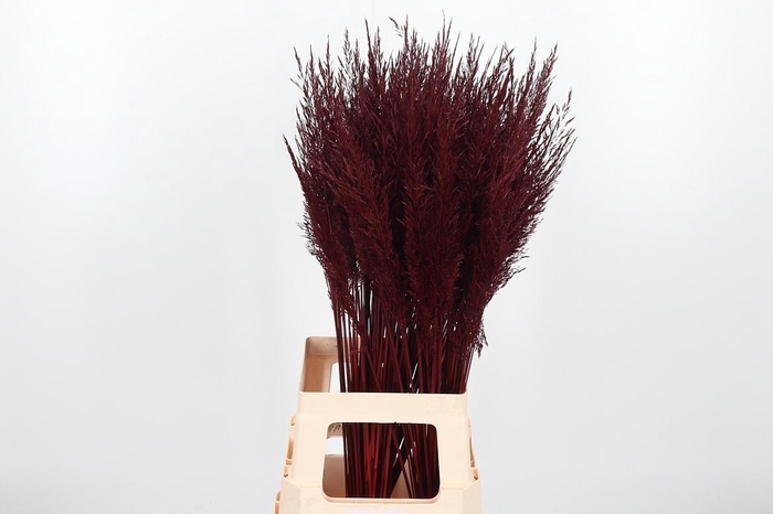 <h4>Calamagrostis Kl Bh Bordeaux</h4>