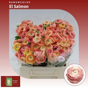 Ranunculus El Salmon