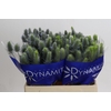 Eryngium Electric Dynamite