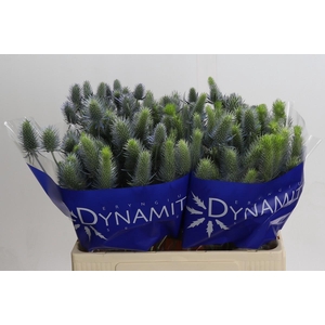Eryngium Electric Dynamite