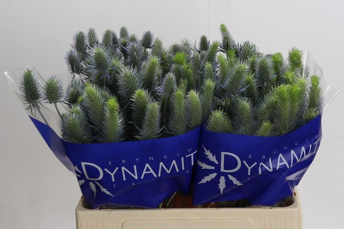 <h4>Eryngium Electric Dynamite</h4>