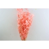 Dried Lunaria Salmon 90cm P Bunch