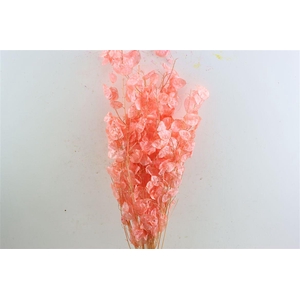 Dried Lunaria Salmon 90cm P Bunch