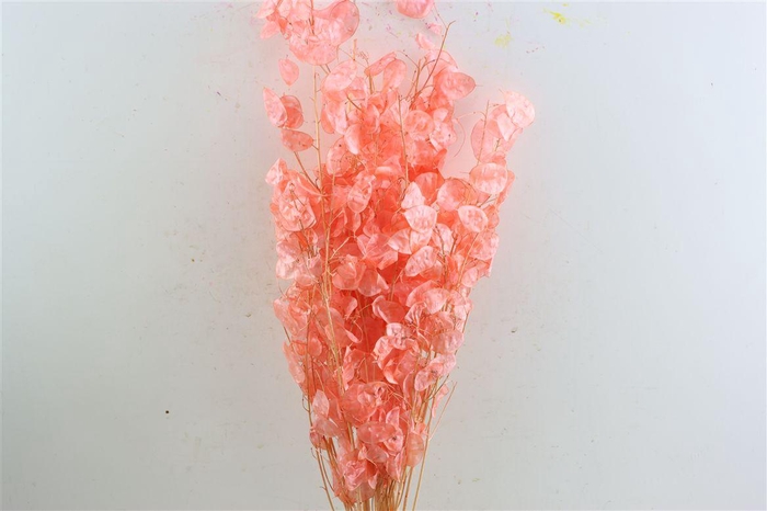 <h4>Dried Lunaria Salmon 90cm P Bunch</h4>
