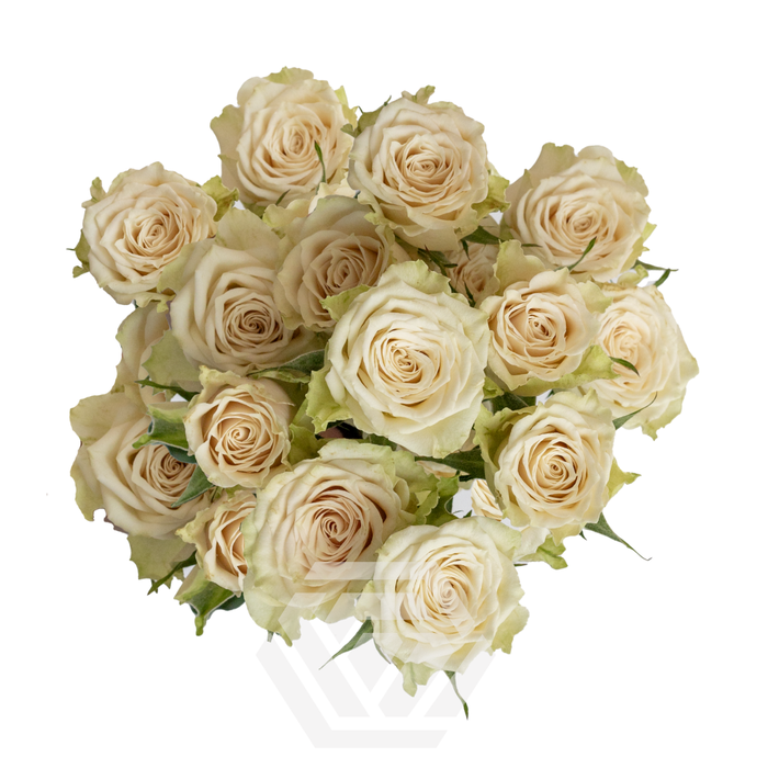 <h4>R TR CREAM OF THE DROP JEWEL</h4>