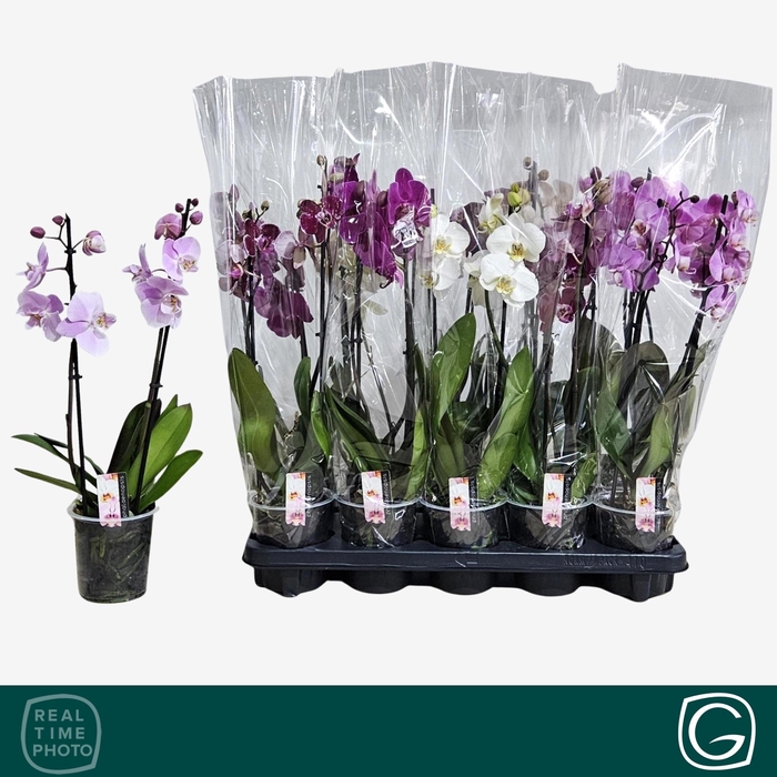 <h4>PHAL GEM 4 KL</h4>