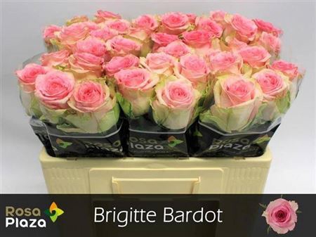 <h4>R Gr Brigitte Bardot</h4>