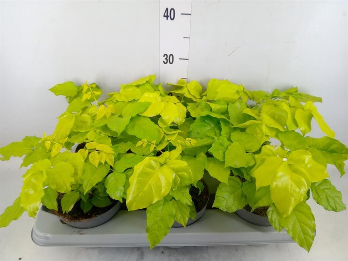 <h4>Radermachera sinica</h4>