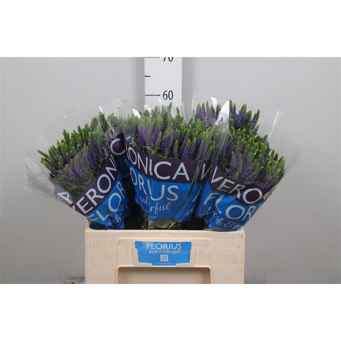 <h4>Veron Smart Diana</h4>