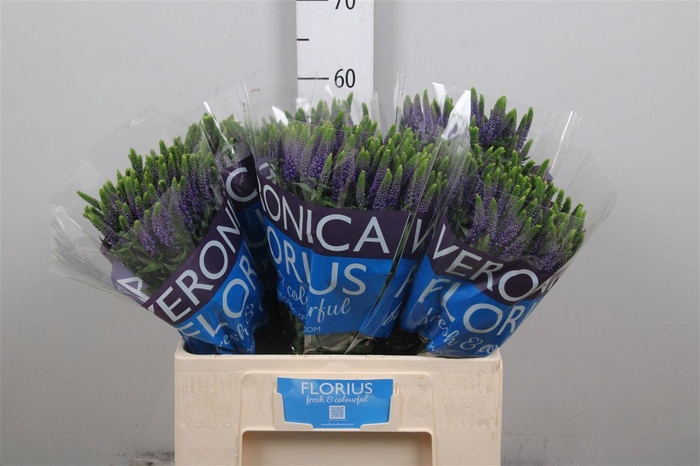 <h4>Veron Smart Diana</h4>