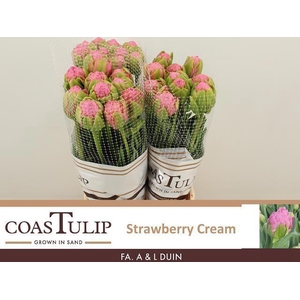 TU DU STRAWBER CREAM