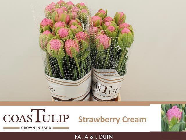 <h4>TU DU STRAWBER CREAM</h4>