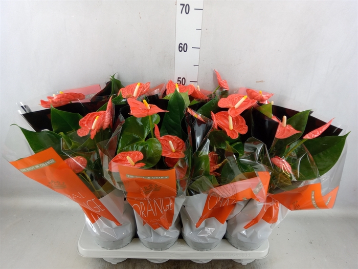 Anthurium andr. 'Madural Orange'