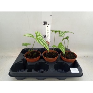 Planten Groen   ...L%