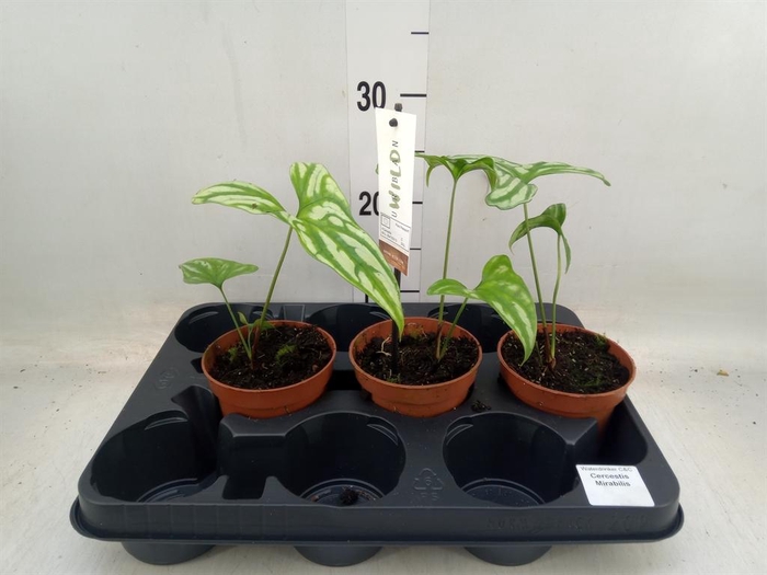 <h4>Planten Groen   ...L%</h4>