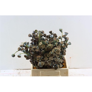 Euca Globulus Per Bunch