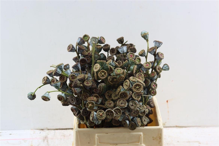 <h4>Euca Globulus Per Bunch</h4>