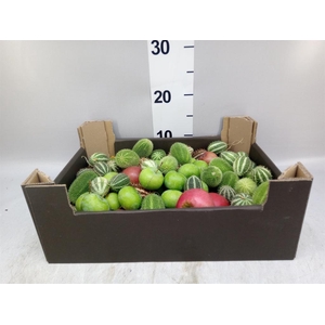 Cucumis  'Decumis'   .../stuk