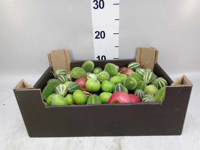 <h4>Cucumis  'Decumis'   .../stuk</h4>