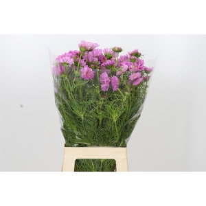 Cosmos Double Pink
