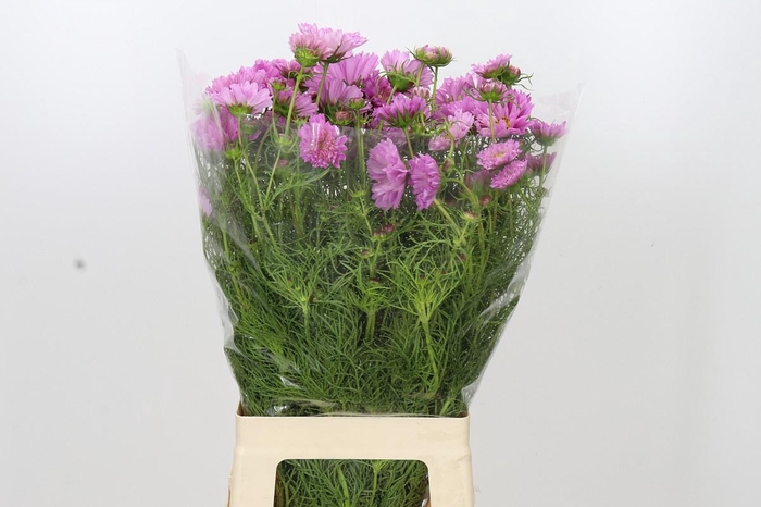 <h4>Cosmos Double Pink</h4>