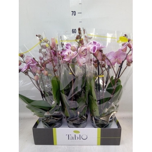 Phalaenopsis   ...rose