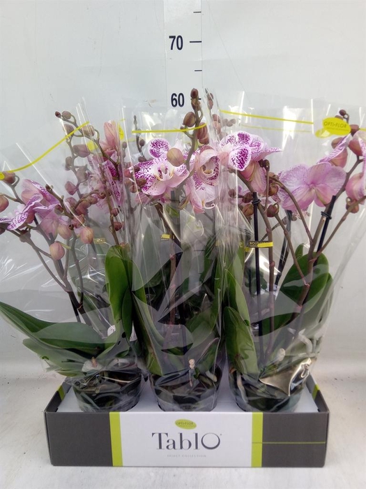 <h4>Phalaenopsis ...rose</h4>