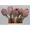 Protea Barbigera No leaves