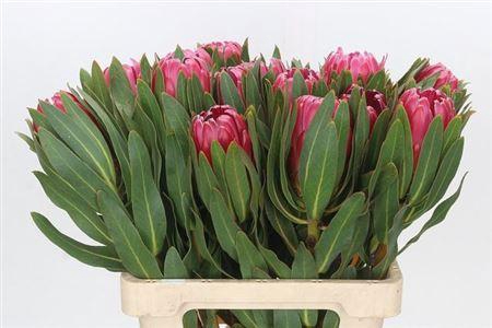 <h4>Protea Brenda</h4>