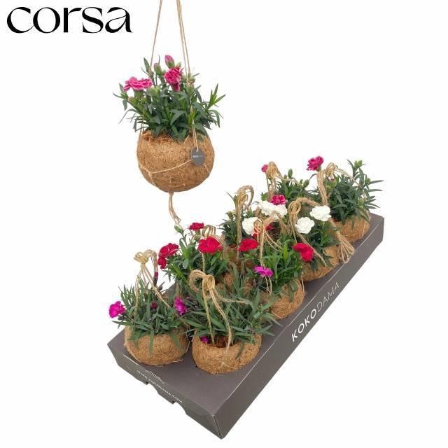 <h4>DIAN GEMENGD</h4>