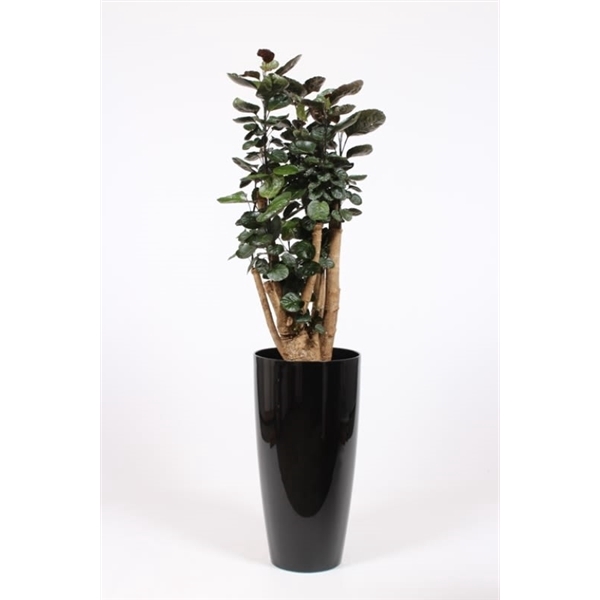 <h4>Polyscias Fabian in Santorini pot "antraciet"</h4>