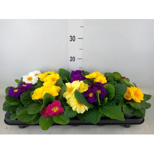 Primula ac.   ...mix