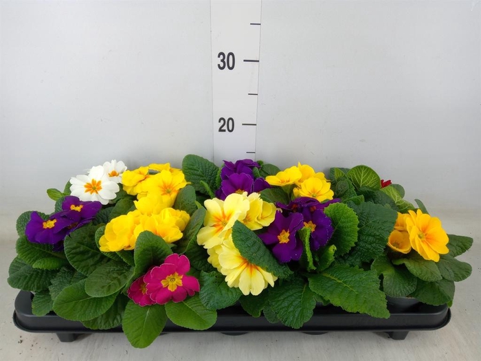 <h4>Primula ac.   ...mix</h4>