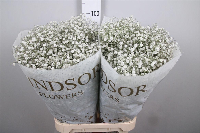 <h4>Gyps Pa Xlence</h4>