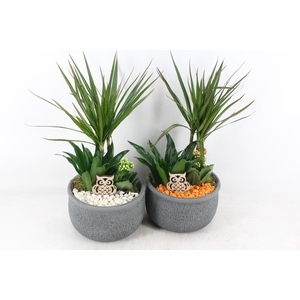 arr2 PL - Ker. barok dracena - oranje/wit