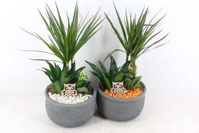 <h4>arr2 PL - Ker. barok dracena - oranje/wit</h4>