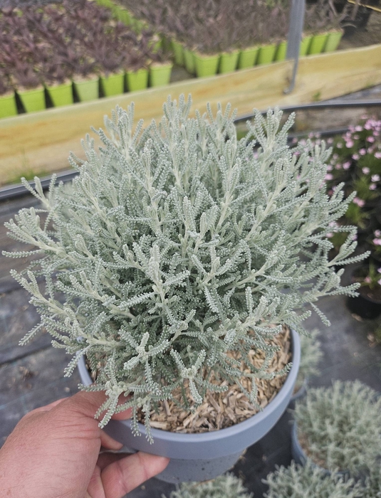 Santolina chamaecyparissus