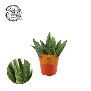 Aloe Paradisicum 10,5Ø 15cm