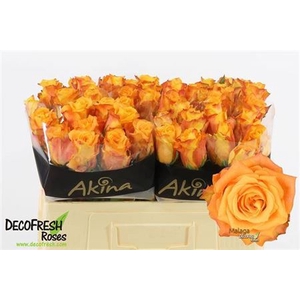 Rosa a grande fleur Malaga