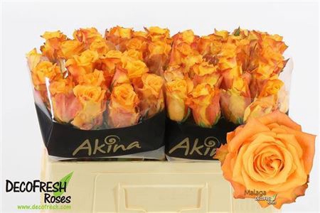 <h4>Rosa a grande fleur Malaga</h4>