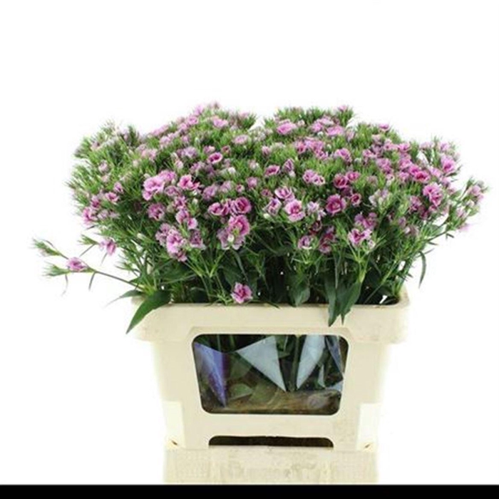 <h4>Di Barb Doblino Fans</h4>