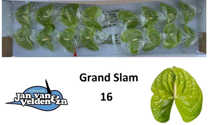 <h4>Anthurium grand slam</h4>