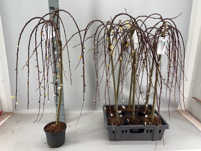 Salix Cap Kilmarnock