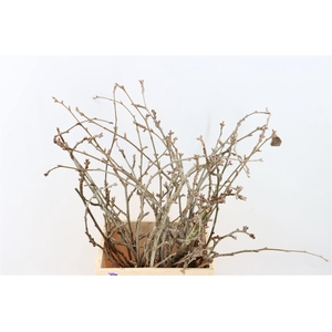 Kreupelhout Peupelier P Bunch