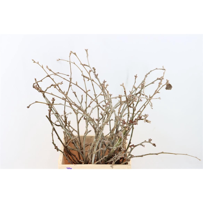 <h4>Kreupelhout Peupelier P Bunch</h4>