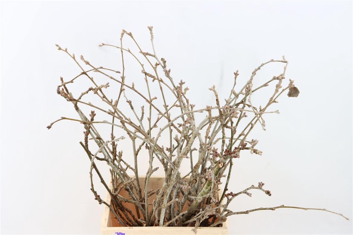 <h4>Kreupelhout Peupelier P Bunch</h4>