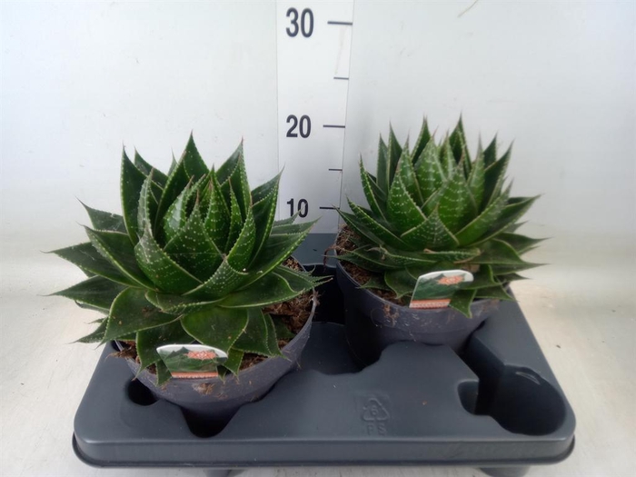 <h4>Aloe aristata 'Cosmo'</h4>